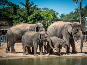 Braeswood Place, Tx 17 Houston Zoo