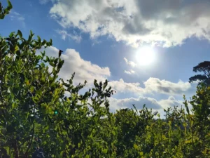 Home 19 Moorheads Blueberry Farm