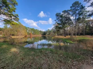 Home 20 W G Jones State Forest